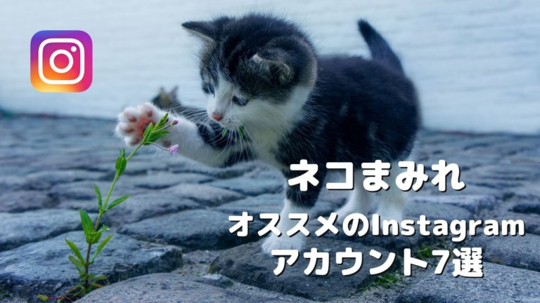 愛くるしいネコの写真がいっぱいのInstagramアカウント7選